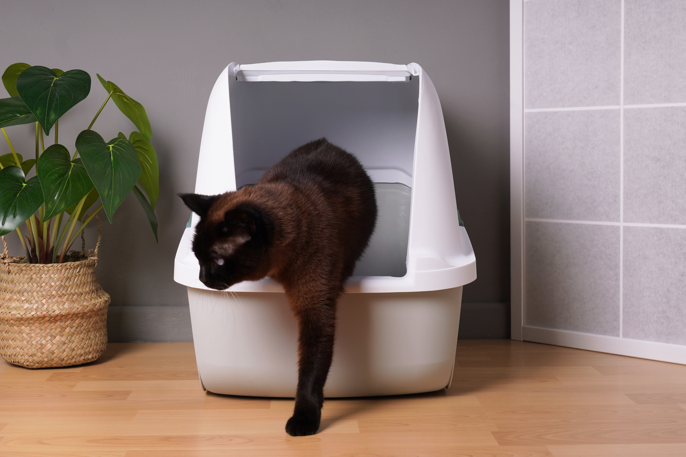 Cat Using the Litter Box